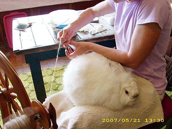 Spinning yarn out of bunny