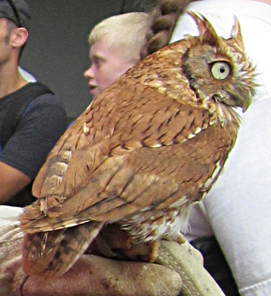 Owl